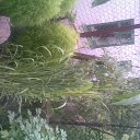  Irina, , 56  -  15  2011   *My flowers*