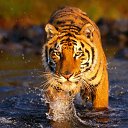 ���� ������, ������ ��������, 55 ��� - ��������� 24 ���� 2012 � ������ �������