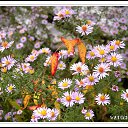���� ����� Wadich, ������, 42 ���� - ��������� 17 ������ 2010 � ������ ������������� � ����