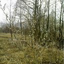  , , 38  -  3  2011     