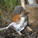 ���� �������, ������ ��������, 41 ��� - ��������� 22 �������� 2011 � ������ �������