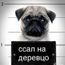 ���� ��� �������, ���������, 42 ���� - ��������� 16 ��� 2013 � ������ ���� ����������