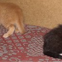 ���� ���������, ������ ��������, 46 ��� - ��������� 28 ������ 2009 � ������ ���� ��������: ������ � �����