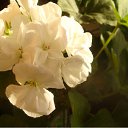 ���� �������, �����-��������� - ��������� 3 ������� 2011