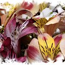 ���� ��������, ����, 65 ��� - ��������� 12 ��� 2013 � ������ ���� ����������