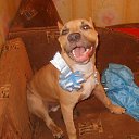 ���� ����, �������, 37 ��� - ��������� 3 ������ 2008 � ������ ���� ����������