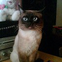 ���� ���������, ����, 38 ��� - ��������� 1 ������� 2012