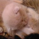 ���� ������, ���� - ��������� 3 �������� 2010 � ������ �������