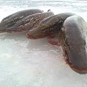 ���� ���������- ���� �������� !!, ������ - ��������� 11 ������� 2013 � ������ �11 ������� 2013�!!!!!�