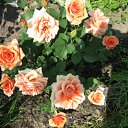 ���� �� ������� ���� ������