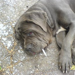 ���� Boxer09@yandex.ru, ������, 40 ��� - ��������� 14 �������� 2011