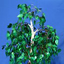 ���� ����, �����������, 63 ���� - ��������� 8 ����� 2010 � ������ ���� ���������