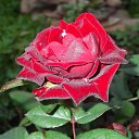 ���� �������, ��������, 59 ��� - ��������� 12 ���� 2012 � ������ ���� ����������