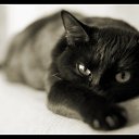 ���� �������, �������, 37 ��� - ��������� 27 ������� 2011 � ������ ���� ����������