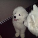 ���� � ����� �� ������� �PetLove�