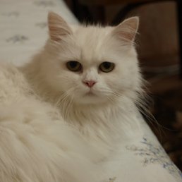 ���� Wildcat, ������ - ��������� 29 ��� 2012