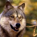  Wolf, , 46  -  16  2012