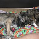 ����� � ���� �� ������� ����� ��� ������������