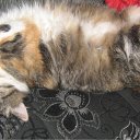 ���� ������, ����, 28 ��� - ��������� 3 ������ 2010 � ������ �PetLove�