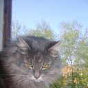  Old, Lazy Cat!,  -  11  2012    