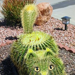 ���� �����, ������, 85 ��� - ��������� 17 ����� 2011