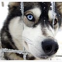  Angel, , 39  -  16  2010   