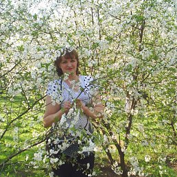 �������, ������, 71 ���