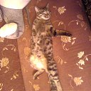  Lina, , 41  -  20  2010   moi lyubimec