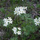 ���� Dimarik 7475, ������, 50 ��� - ��������� 6 ������ 2010 � ������ �PetLove�