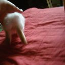 ���� ������� Nik, �����, 63 ���� - ��������� 9 ������ 2010 � ������ ������ � ��� ���������!�