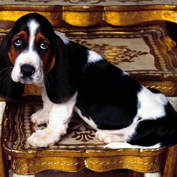 ���� Ashot, ������, 62 ���� - ��������� 9 ������� 2011