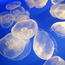 ���� Svetlana, ������, 59 ��� - ��������� 29 ����� 2011 � ������ ���������� ��� ���������� �����