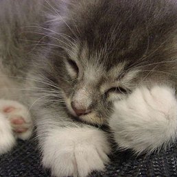 ���� �����, ����������, 47 ��� - ��������� 8 ���� 2013