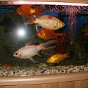 ���� Nijole, ������, 57 ��� - ��������� 17 ������ 2012 � ������ ���������� �����