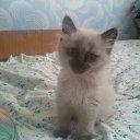  , -, 61  -  12  2012   