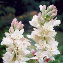  , , 72  -  11  2013     λ