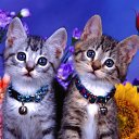 ���� �������, ��������, 44 ���� - ��������� 22 ������ 2010 � ������ ��� ����� ��������.�