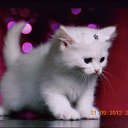 ���� �������, �������� - ��������� 22 �������� 2012 � ������ ����� ��������-������...�