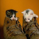  Lika,  -  3  2010      2 :))