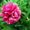 ���� ������, ������, 59 ��� - ��������� 21 ������� 2012 � ������ �����ۻ