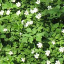 ���� ������, �����������, 55 ��� - ��������� 13 ��� 2011 � ������ ������