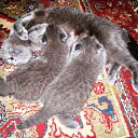  , , 62  -  23  2010      (-)   