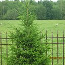 ���� ���� (�� �������), ����, 61 ��� - ��������� 25 ���� 2012 � ������ �������� � �����