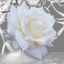 ���� ����(������ �����), �����, 40 ��� - ��������� 17 ������� 2011 � ������ ������