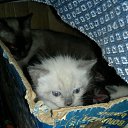 ���� �����, ��������� - ��������� 24 ������� 2012 � ������ ����� �.�