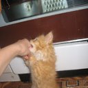 ���� �������, ������, 34 ���� - ��������� 1 ���� 2010 � ������ �����