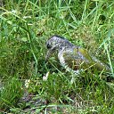 ���� ���������, ������, 61 ��� - ��������� 1 ��� 2011 � ������ ��������...�