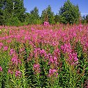 ���� ����. ��������� �� ��!, ������, 72 ���� - ��������� 13 ������ 2011 � ������ ��������