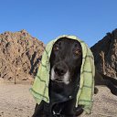 ���� ���, ������ - ��������� 29 ���� 2010 � ������ �In Memory of Nos, The Dog (R.I.P)�