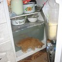 ���� �������, ������, 34 ���� - ��������� 1 ���� 2010 � ������ �����